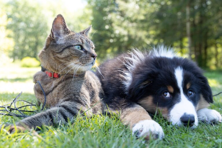 Like Cats & Dogs: UNLV study finds the classic companions may not be so different after all